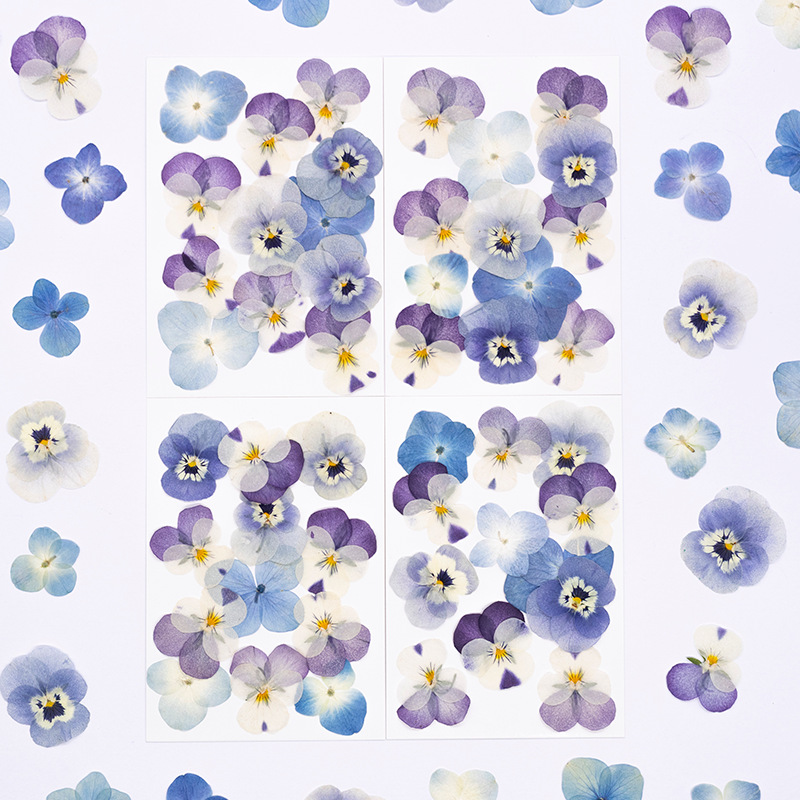 12pcs,Real Viola Cornuta Press - Supplies Of Candle 评论和价格