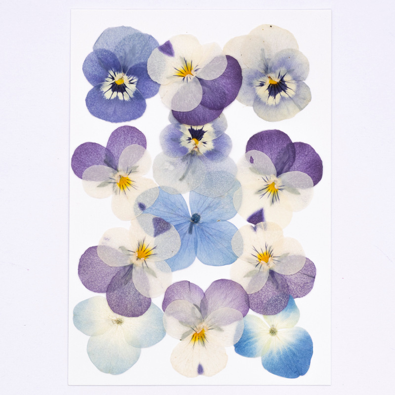 12pcs,Real Viola Cornuta Press - Supplies Of Candle 评论和价格