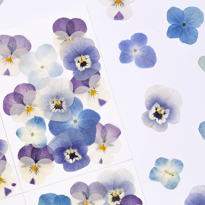 12pcs,Real Viola Cornuta Press - Supplies Of Candle 评论和价格