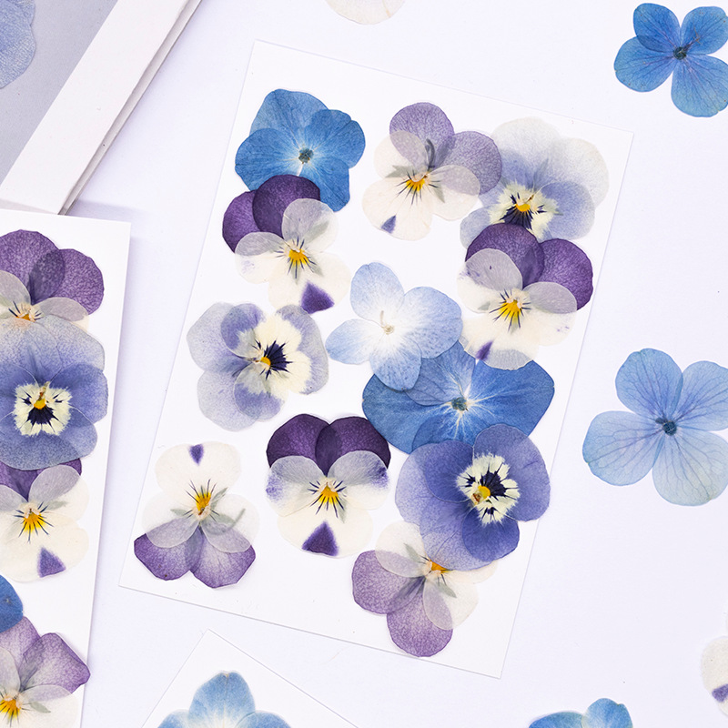 12pcs,Real Viola Cornuta Press - Supplies Of Candle 评论和价格