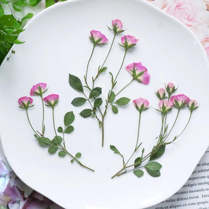 12pcs,Mini Pink Rose Pressed F - Supplies Of Candle 评论和价格